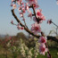 … tree in flower …