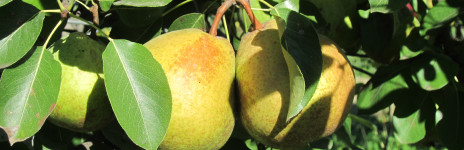 El Paisanot Antipasto di Pere