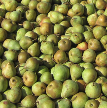 Pear Extra Jam