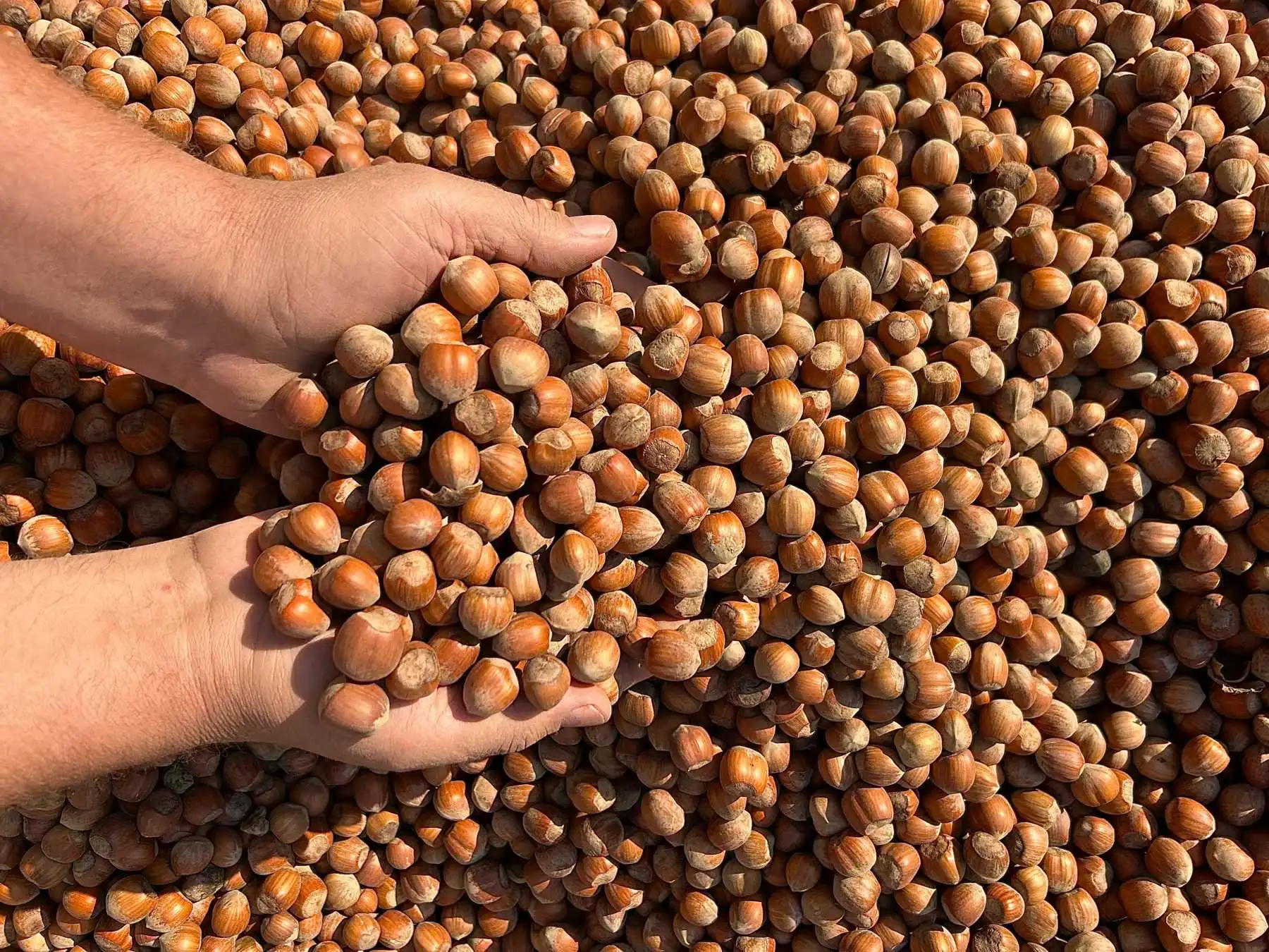 Mariangela Prunotto - News